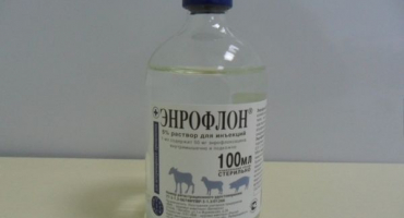 Jak používat enroflon pro kuřata?